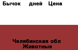 Бычок 10 дней › Цена ­ 12 500 - Челябинская обл. Животные и растения » Другие животные   . Челябинская обл.